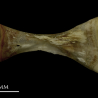 photo of Grayling ceratohyal lateral view