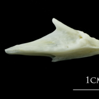 photo of European plaice articular lateral view