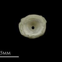 photo of Grayling first vertebra anterior view
