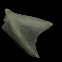 photo of Burbot opercular lateral view