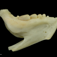 photo of Gilthead seabream dentary medial view
