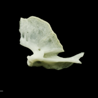 photo of Freshwater bream quadrate lateral view