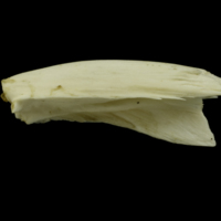 photo of Grey Triggerfish for assessment lateral view