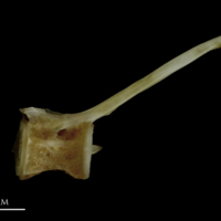 photo of Couch's seabream caudal vertebra lateral view