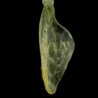 photo of Ruffe supracleithrum lateral view
