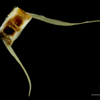 photo of Northern pike caudal vertebra lateral view