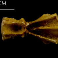 photo of Thinlip grey mullet  basioccipital dorsal view