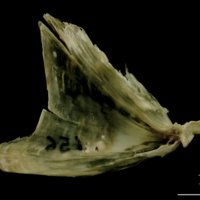 photo of Turbot opercular medial view