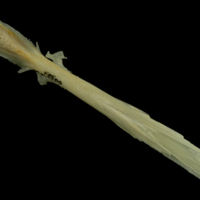 photo of Northern pike parasphenoid ventral view