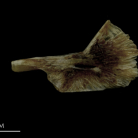 photo of Brill ceratohyal medial view