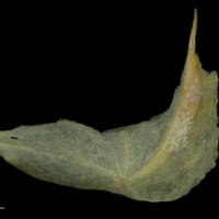 photo of Arctic Char cleithrum lateral view