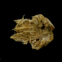 photo of Atlantic bluefin tuna  vomer dorsal view