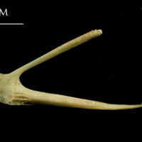 photo of European hake posttemporal medial view