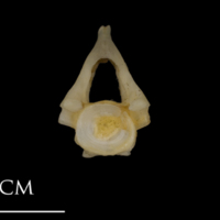 photo of Shore rockling precaudal vertebra anterior view