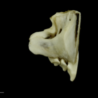 photo of Grey Triggerfish premaxilla medial view