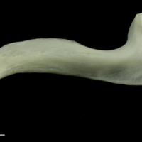 photo of Common carp premaxilla medial view