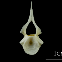 photo of European plaice precaudal vertebra posterior view