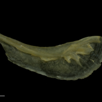 photo of Arctic Char preopercular medial view
