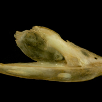 photo of Twaite shad dentary medial view