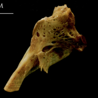 photo of Thinlip grey mullet  hyomandibular medial view