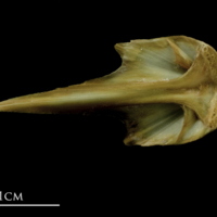 photo of John dory vomer ventral view