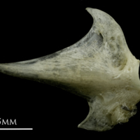 photo of Common pandora articular lateral view