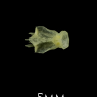 photo of Butterfish basioccipital dorsal view