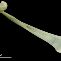 photo of Bullrout maxilla medial view