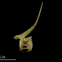 photo of John dory precaudal vertebra lateral view