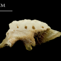 photo of Catfish pharyngeal medial view