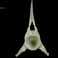 photo of Ling precaudal vertebra anterior view