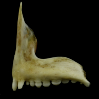 photo of Couch's seabream premaxilla lateral view