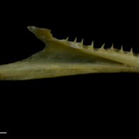 photo of Arctic Char dentary medial view