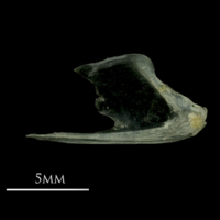 photo of European sprat dentary medial view