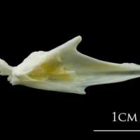 photo of European plaice articular medial view