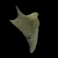 photo of Red gurnard opercular medial view