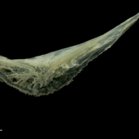 photo of Red mullet preopercular lateral view