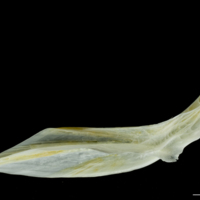 photo of European plaice cleithrum medial view
