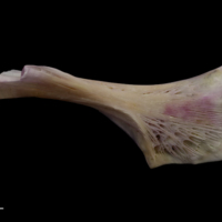 photo of Tub gurnard ceratohyal lateral view