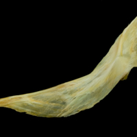 photo of Saithe cleithrum lateral view