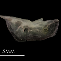 photo of European eel preopercular lateral view