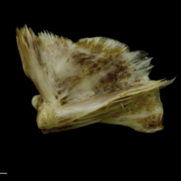 photo of European conger quadrate lateral view