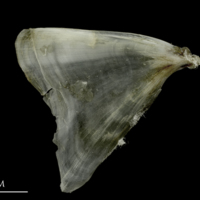 photo of Brill opercular lateral view