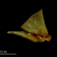 photo of Atlantic mackerel quadrate medial view