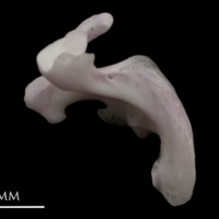 photo of Parrot fish maxilla lateral view