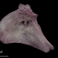 photo of Wels catfish opercular medial view