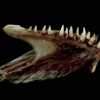 photo of Atlantic halibut dentary medial view