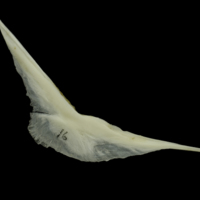 photo of Grey Triggerfish preopercular medial view