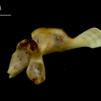 photo of Ballan wrasse maxilla lateral view