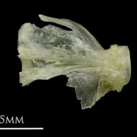 photo of Ruffe basioccipital ventral view